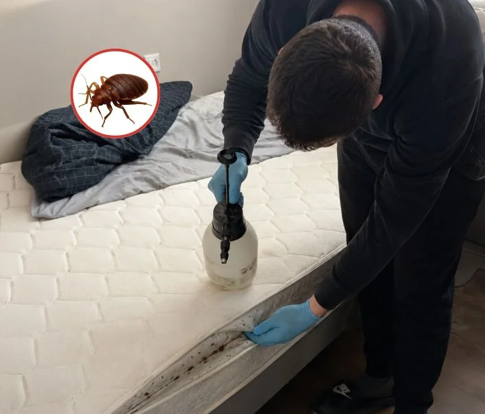 Technicien traitant un matelas contre les punaises de lit à Conflans-Sainte-Honorine